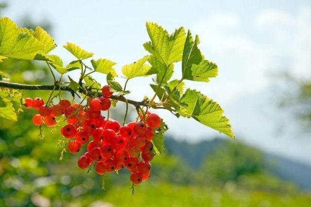Gapphof Βίλα Reith bei Seefeld Εξωτερικό φωτογραφία